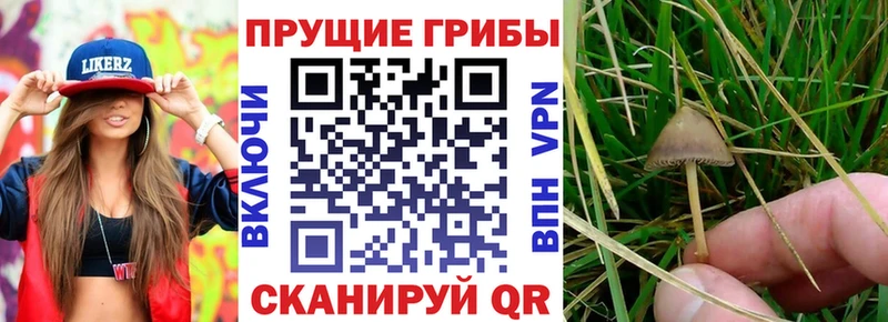 блэк спрут tor  сколько стоит  Приозерск  Псилоцибиновые грибы мухоморы 